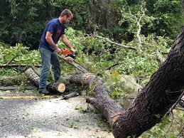 Leaf Removal in Mount Airy, GA