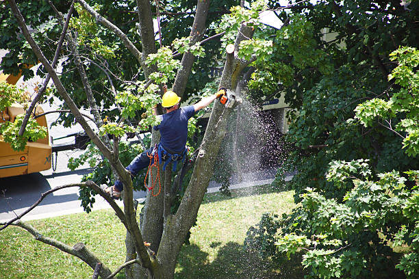 Best Tree Mulching  in Mount Airy, GA